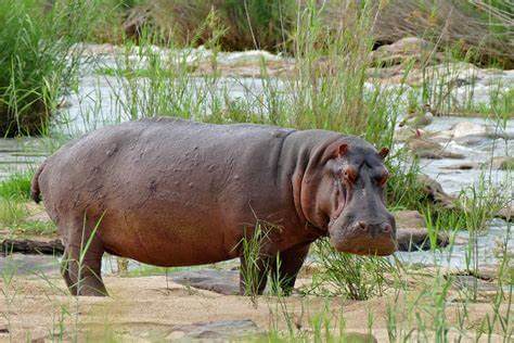 Colombia, Hipopótamos