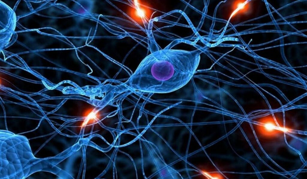 Como regenerar el cerebro con estas frutas y sus compuestos