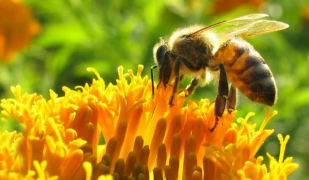 Las abejas en Colombia: Suspenden pesticidas que las mata