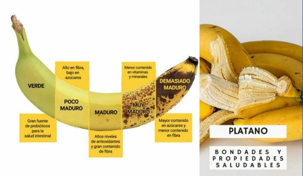 Consumir plátano mejora la macrobiótica intestinal y la flora bacteriana