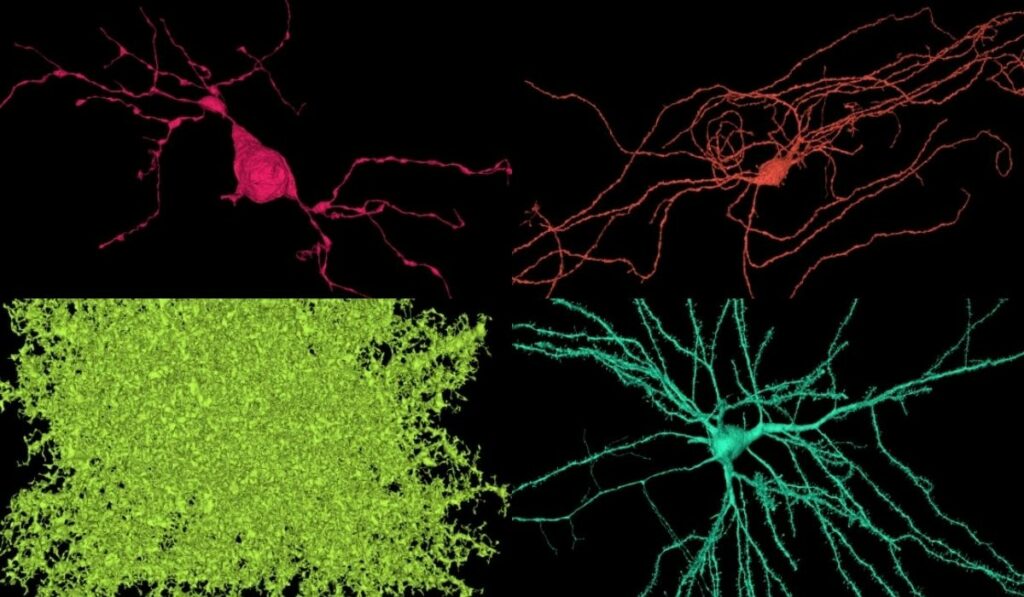 Mapa cerebral en 3D Google y Harvard lanzan un nanométrico mapa