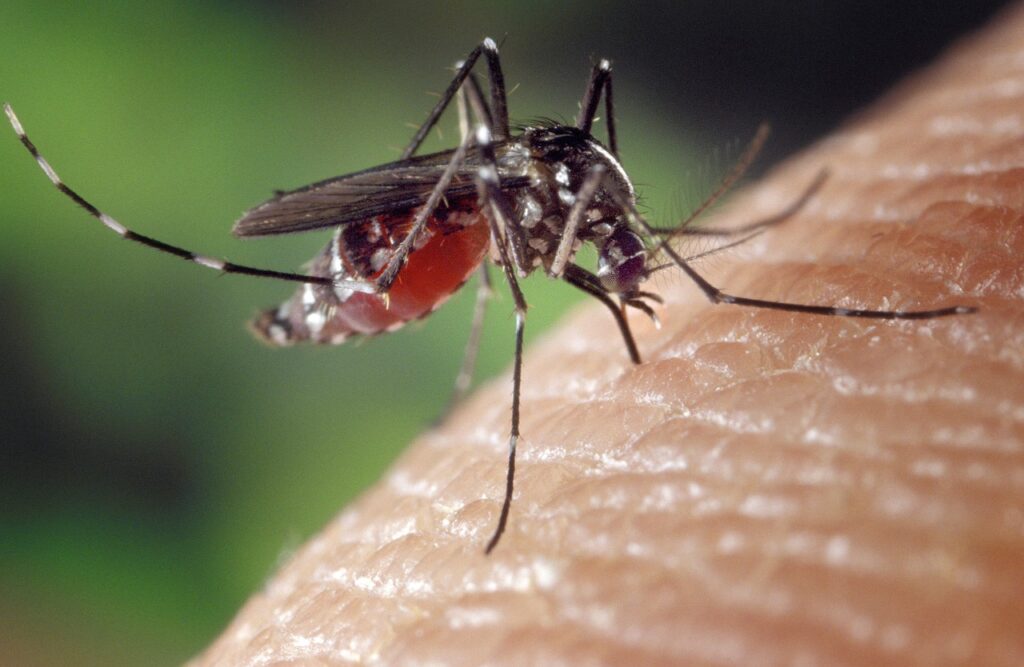 nueva guía de uso de mosquitos modificados genéticamente