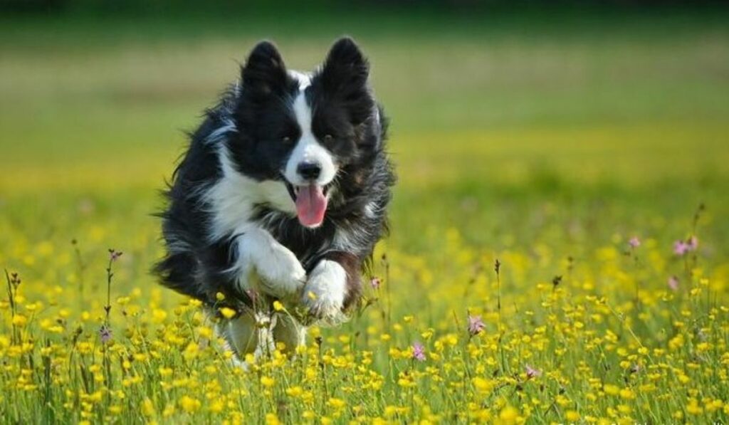 Raza más inteligente del mundo según estudio de Proyecto Canino