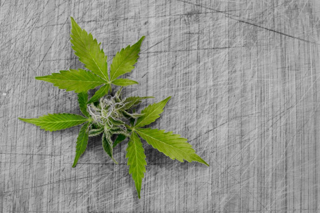 Cómo funciona la cannabis como medicina