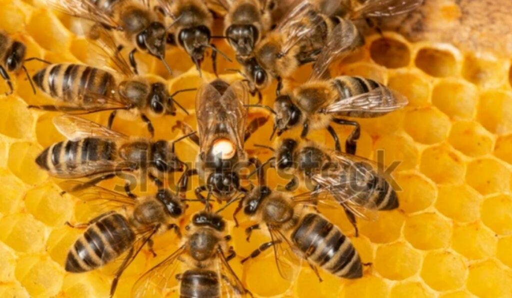 90 estudios revelan que pesticidas agrícolas acaban colonias de abejas