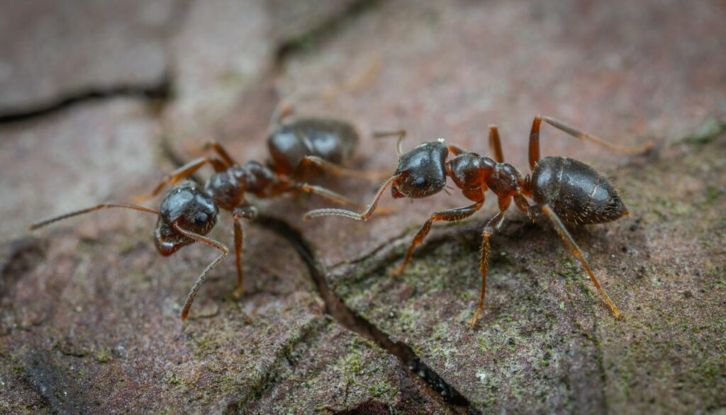 hormigas esclavistas capturan a otras