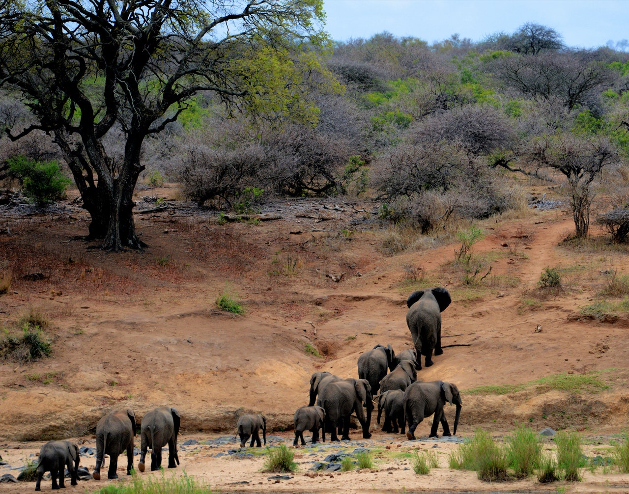 manada de elefantes asiáticos con el viaje más largo