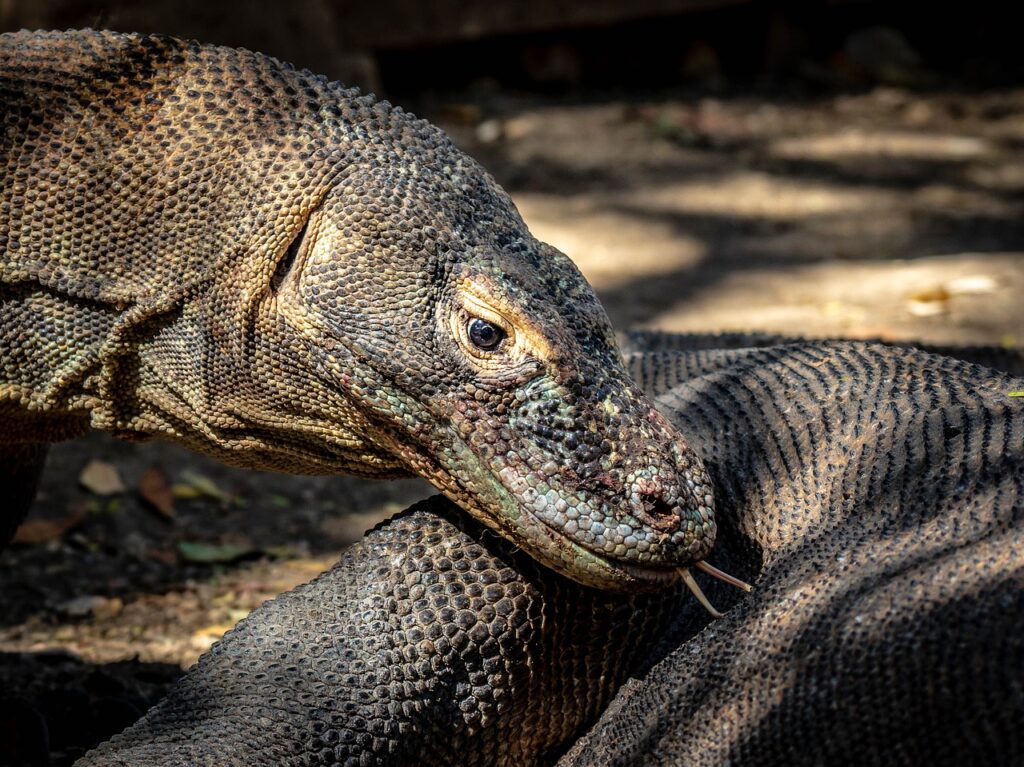 Etiquetan en peligro al dragón de Komodo