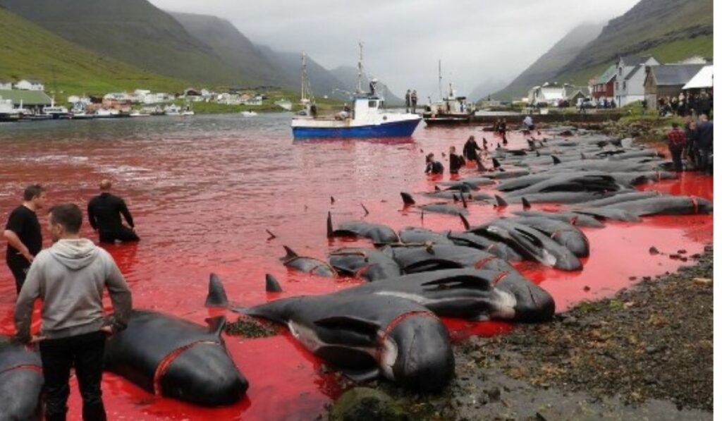 Indignación por matanza de 1.400 delfines en Islas Feroe Dinamarca