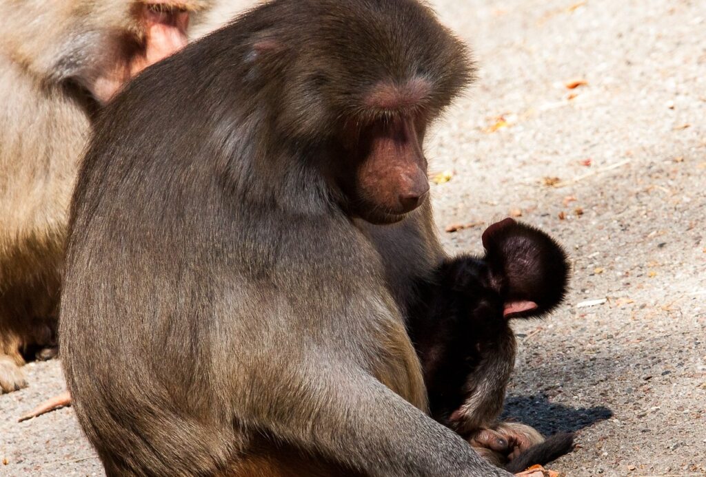 algunas madres primates sostienen a sus crías fallecidas por duelo