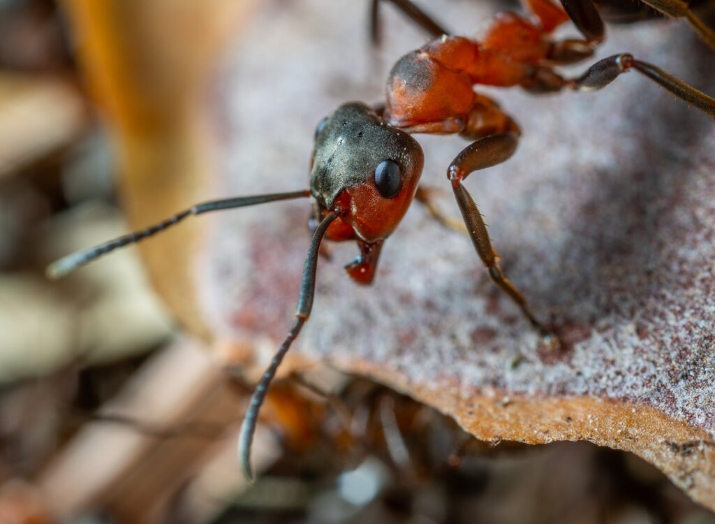 las mandíbulas de las hormigas