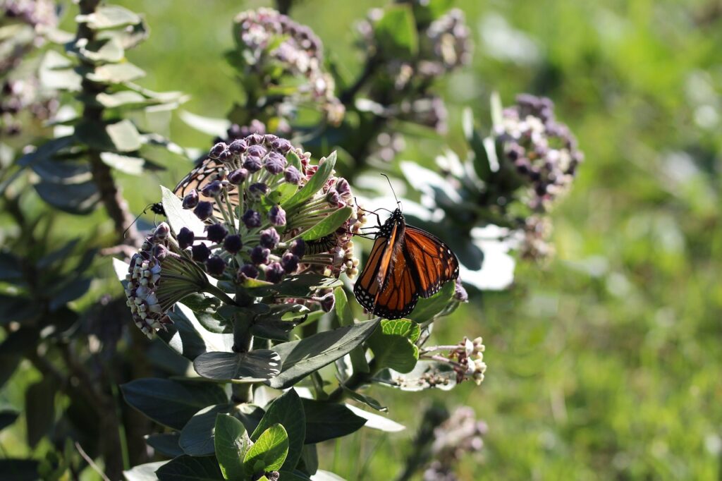 fuente de toxicidad para las mariposas de algodoncillo