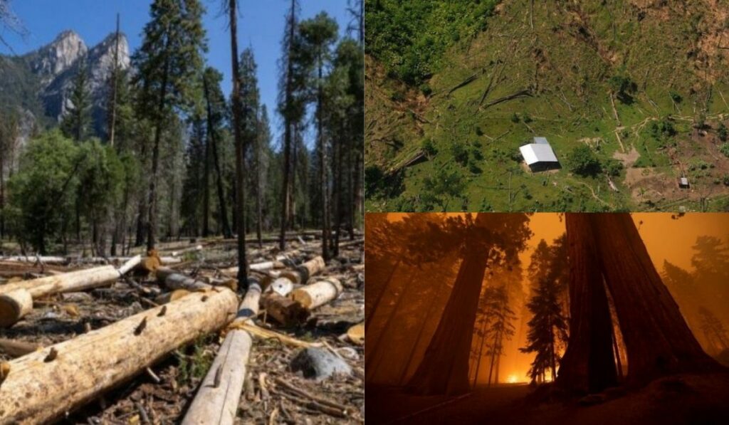 Bosques mas protegidos del planeta ahora emiten más CO2 del que absorben