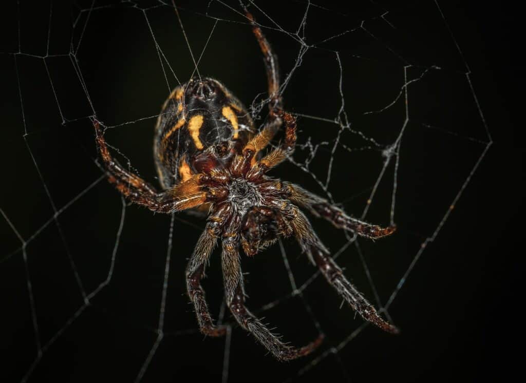 Por qué matamos a las arañas con tanta indiferencia