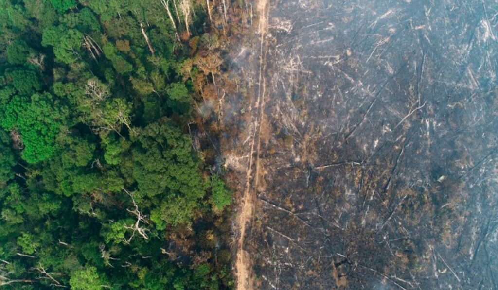 Países acuerdan poner fin a la deforestación en 2030