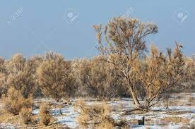 El árbol saxaul logra sobrevivir a la sequía más extrema