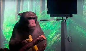 PCRM asegura que, de los 23 monos del experimento de la UC Davis han muerto 15