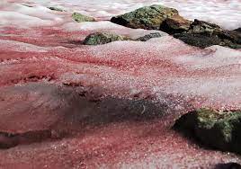 La “nieve de sangre” les da una gran sorpresa a todos