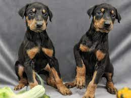 Una pequeña perra callejera que se convirtió en la adorada mascota de John Mendola