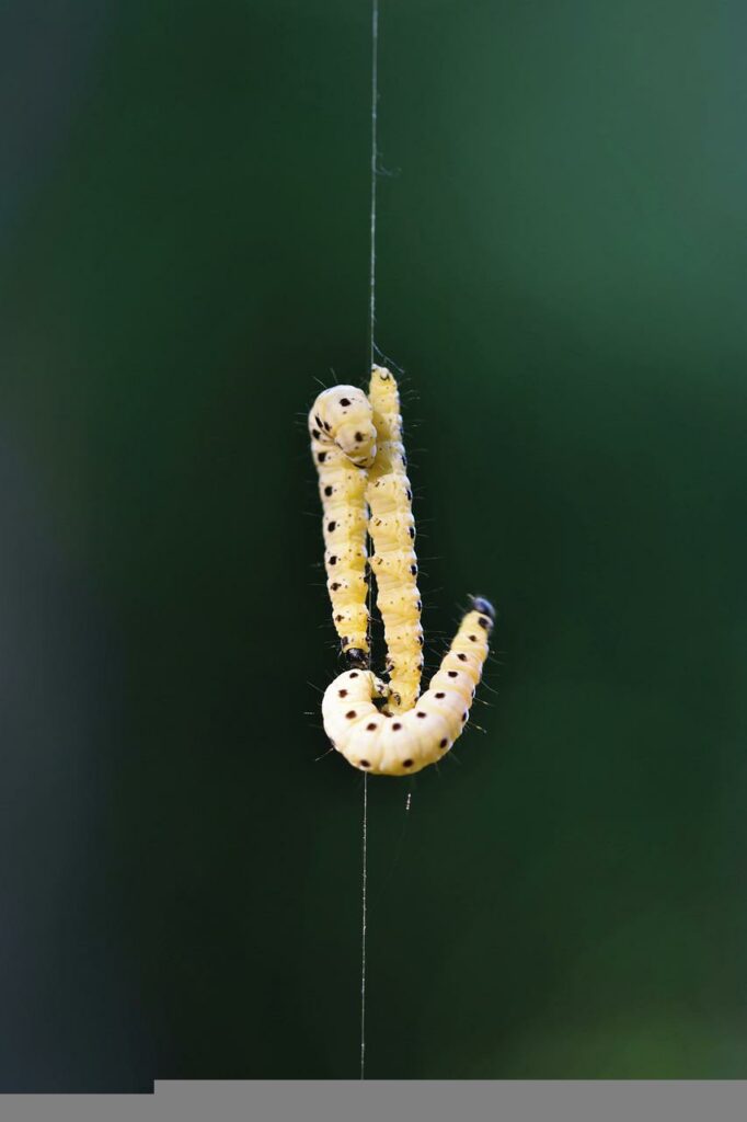 El gusano de la cera entra en la solución por casualidad