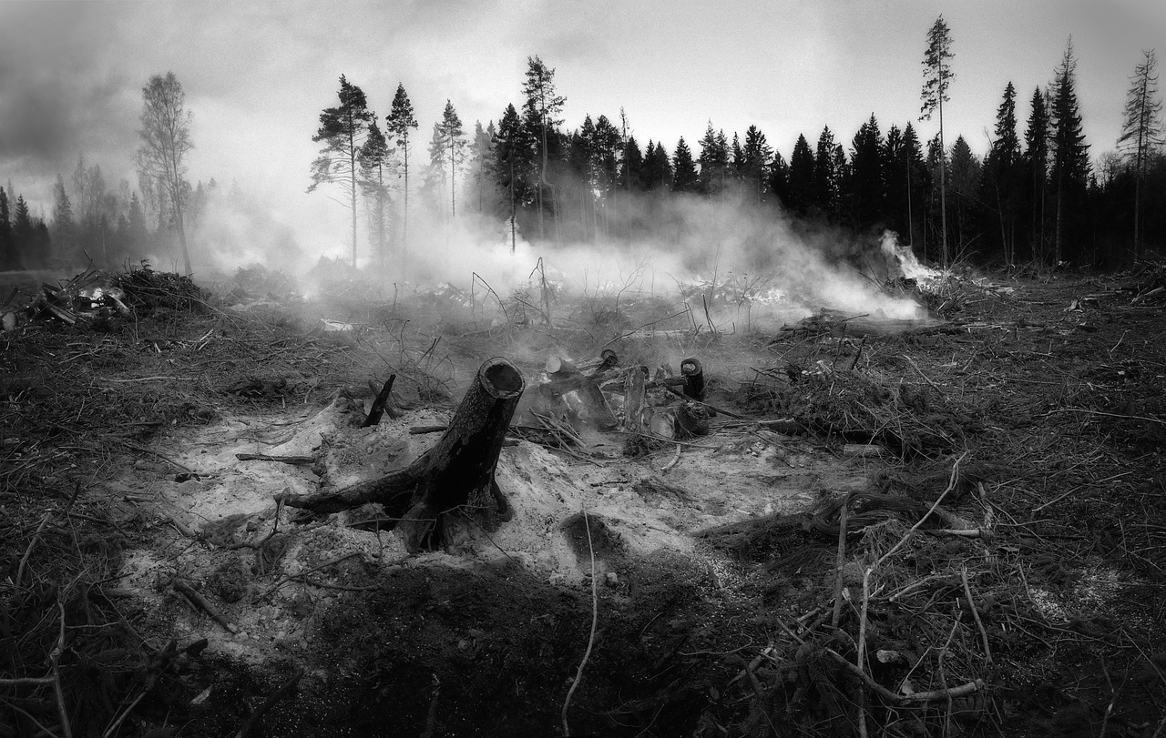 En el resto de la Unión Europea los incendios forestales están arrasando un equivalente a cuatro veces la media de los últimos 15 años