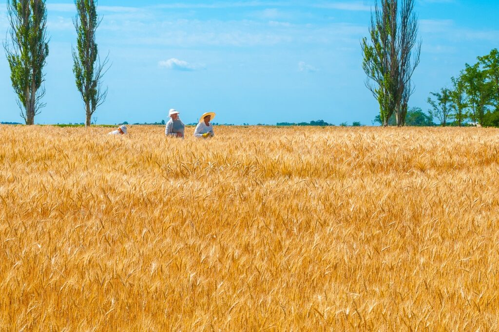 La Comisión Europea hizo un llamado para colaborar con la salida de casi 20 millones de toneladas de grano de Ucrania