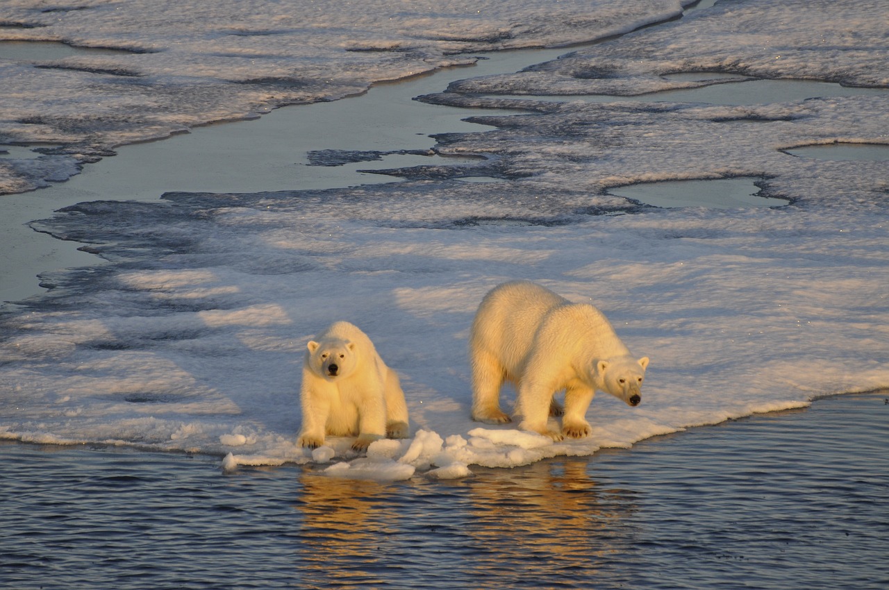 Los osos polares utilizan el océano congelado como plataforma para cazar focas