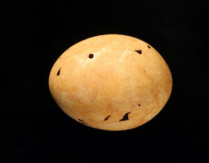 Identifican un polémico huevo prehistórico como el último de los «patos demoníacos»