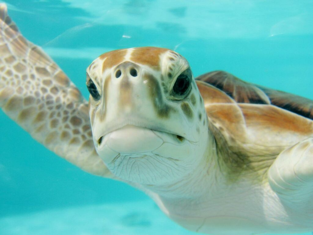 Un estudio enforcado en el envejecimiento de las tortugas