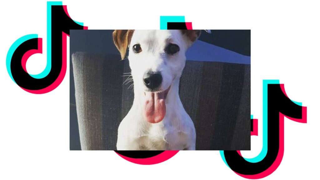 Trompatrompita, una perra muy famosa en TikTok