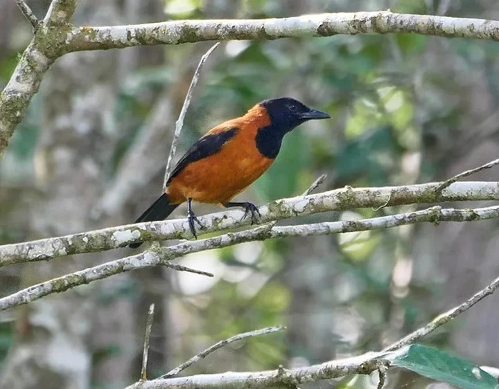 La primera y única ave venenosa del mundo se encuentra en Papúa Nueva Guinea