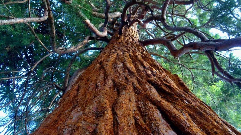 los pinos de bristlecone cuentan con alrededor de cinco mil años vivos