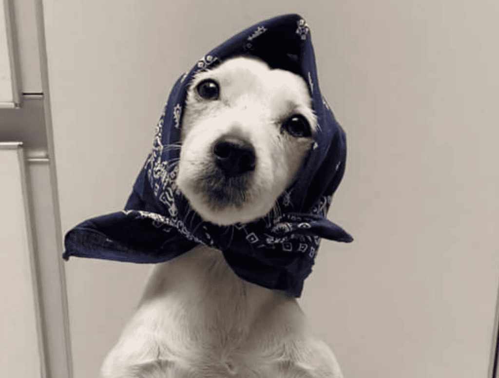 Trompatrompita, uno de los perros más famosos de TikTok