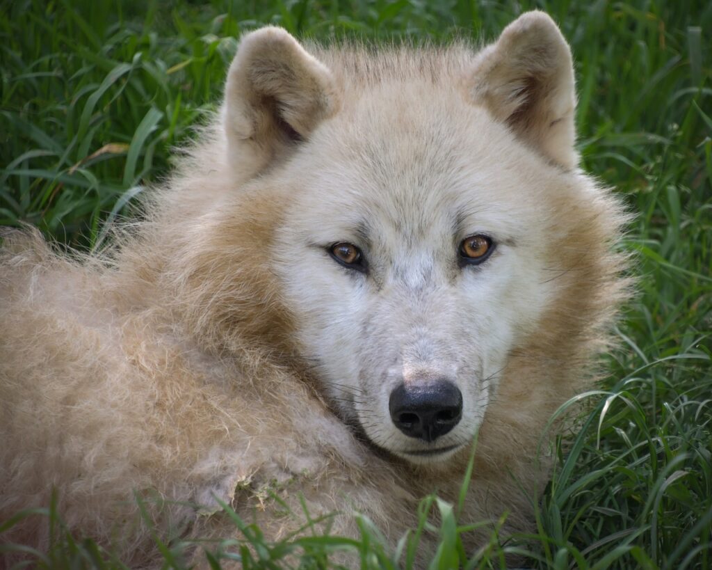 Expertos indican el nacimiento del lobo ártico clonado