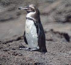 El pingüino de Galápagos, uno de los más raros del mundo