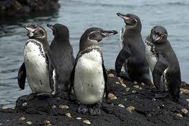 El pingüino de Galápagos, uno de los más raros del mundo
