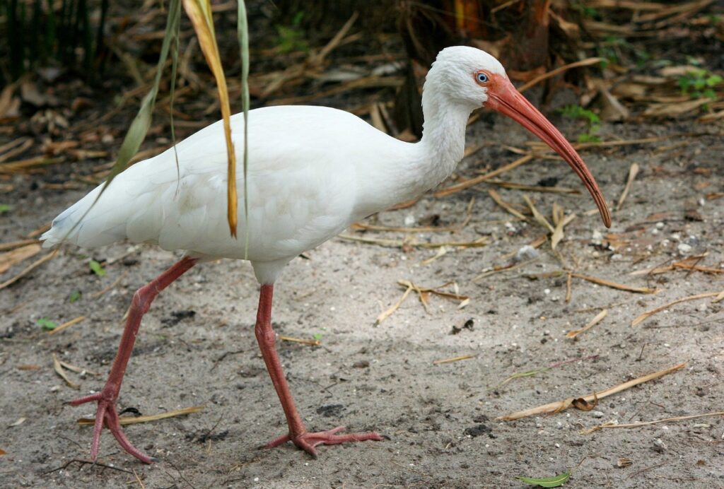 El ave Ibis blanco es capaz de jugar con sapos venenosos