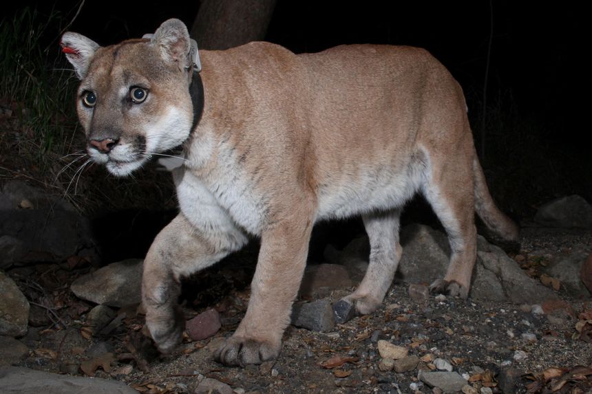 P-22 en Griffith Park