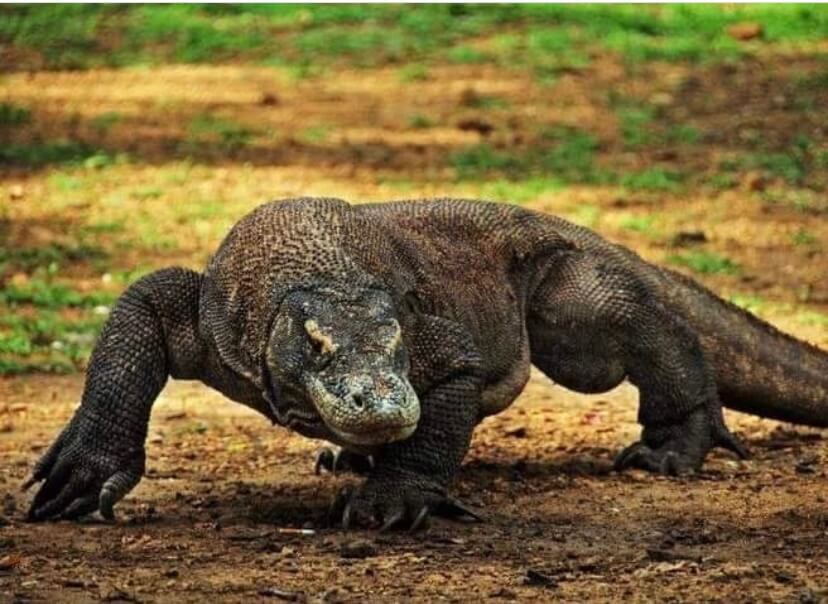 Dragón de Komodo en el Parque Nacional de Komodo, en Indonesia