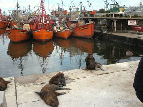 Lobos marinos en Mar del Plata