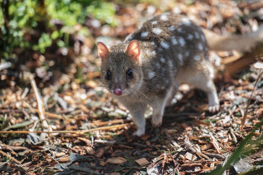 Al borde de la extinción tenemos en esta ocasión un acercamiento a la curiosa vida de los pequeños quolls del norte