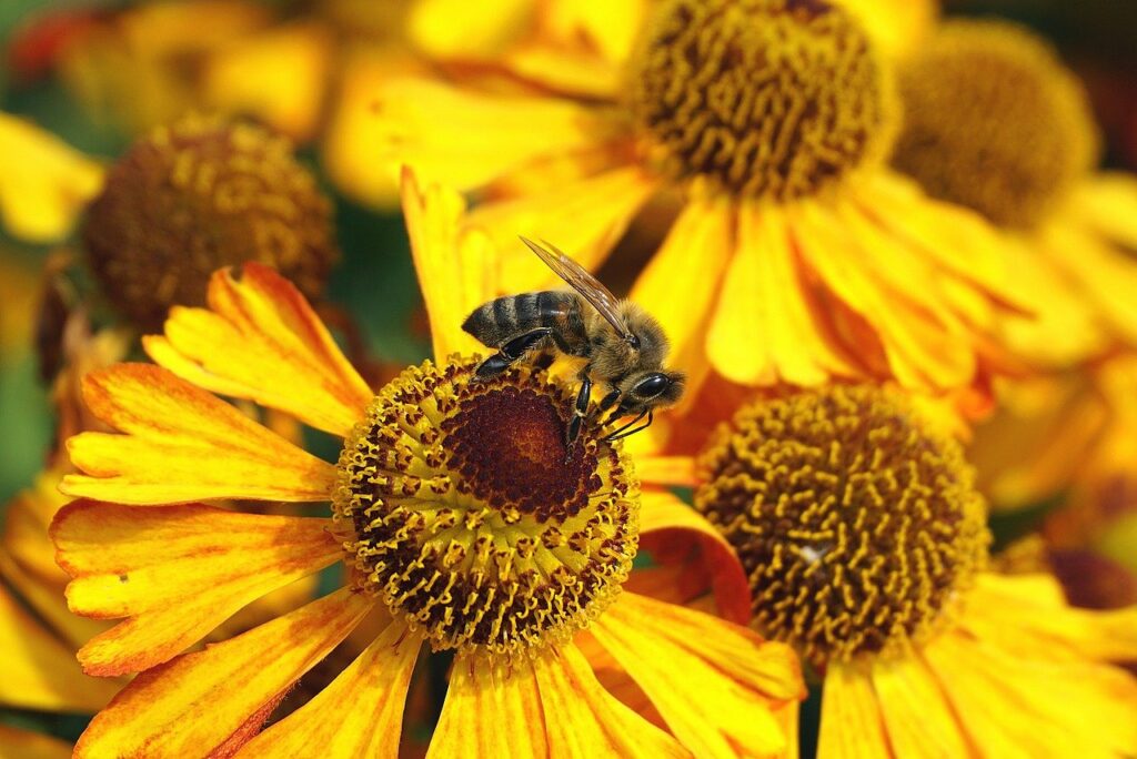La manera especial de hablar de las plantas