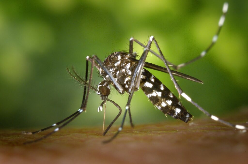 La OMS está pidiendo a los países americanos y a Europa que se preparen para enfrentar brotes de infecciones como el dengue