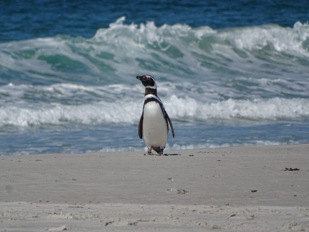 Los pingüinos que luchan por sobrevivir