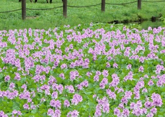 La zona de plantas exóticas, la Amazonía como tierra del Jacinto de agua
