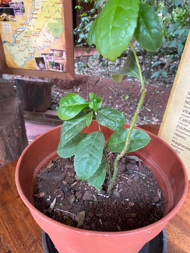 Planta de la Yerba mate, en Misiones