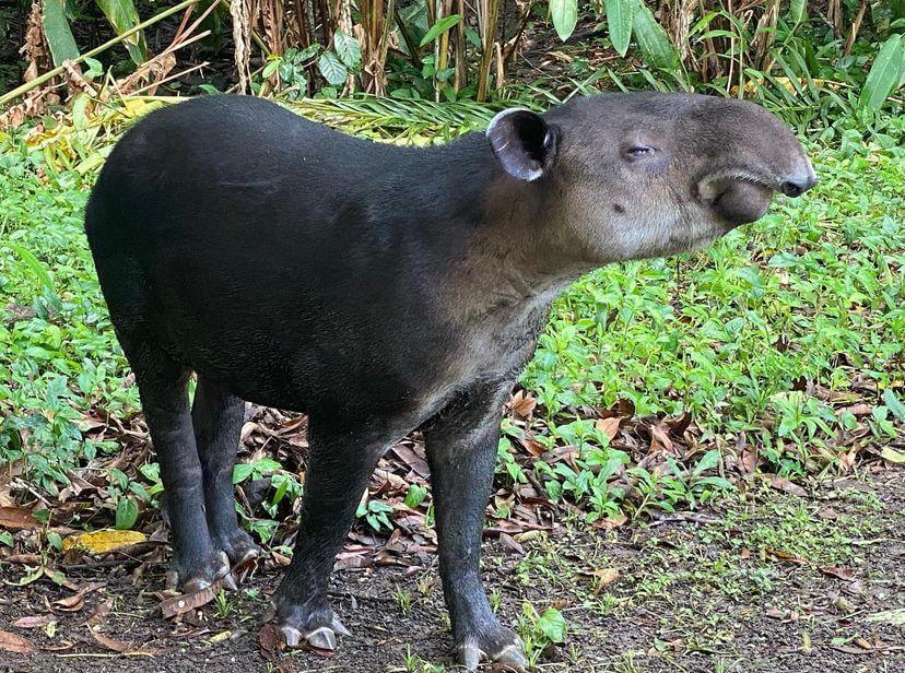 Tapir en el Parque Nacional Corcovado