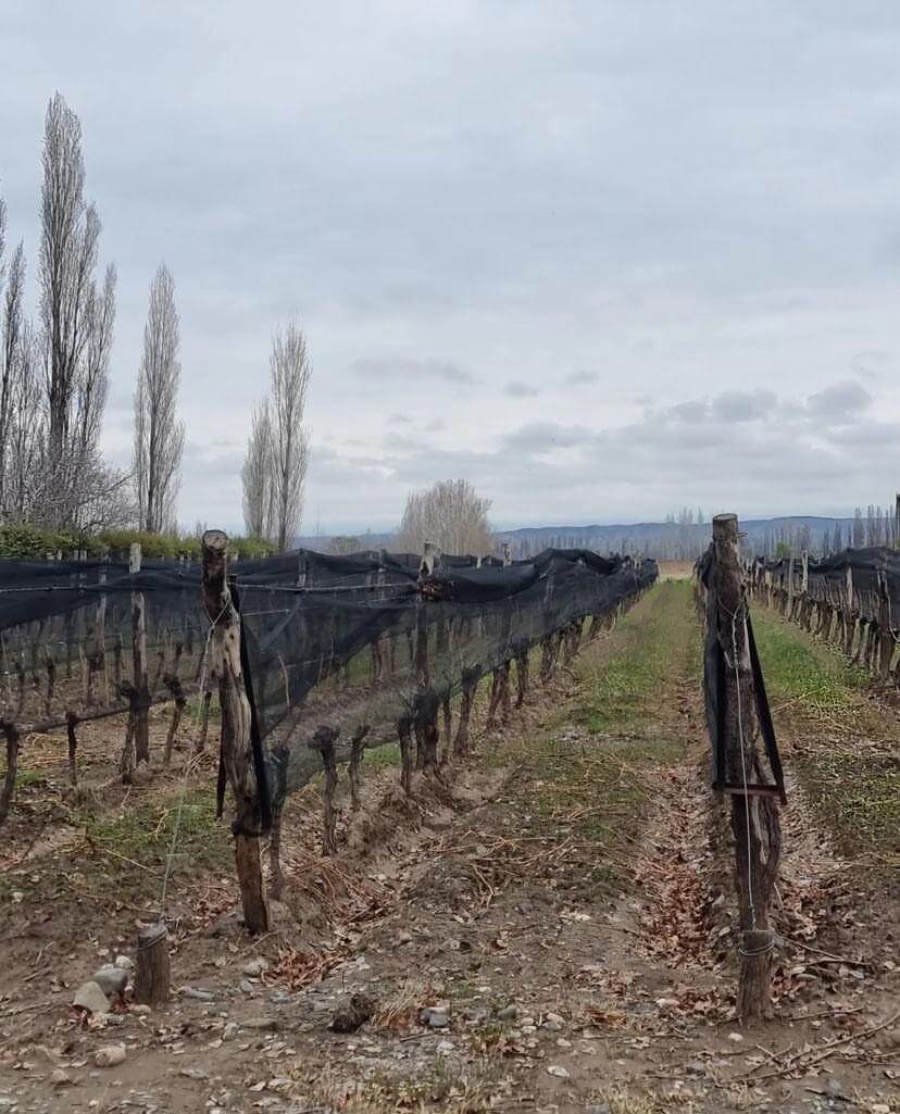 Viñedos en Valle del Uco, Mendoza