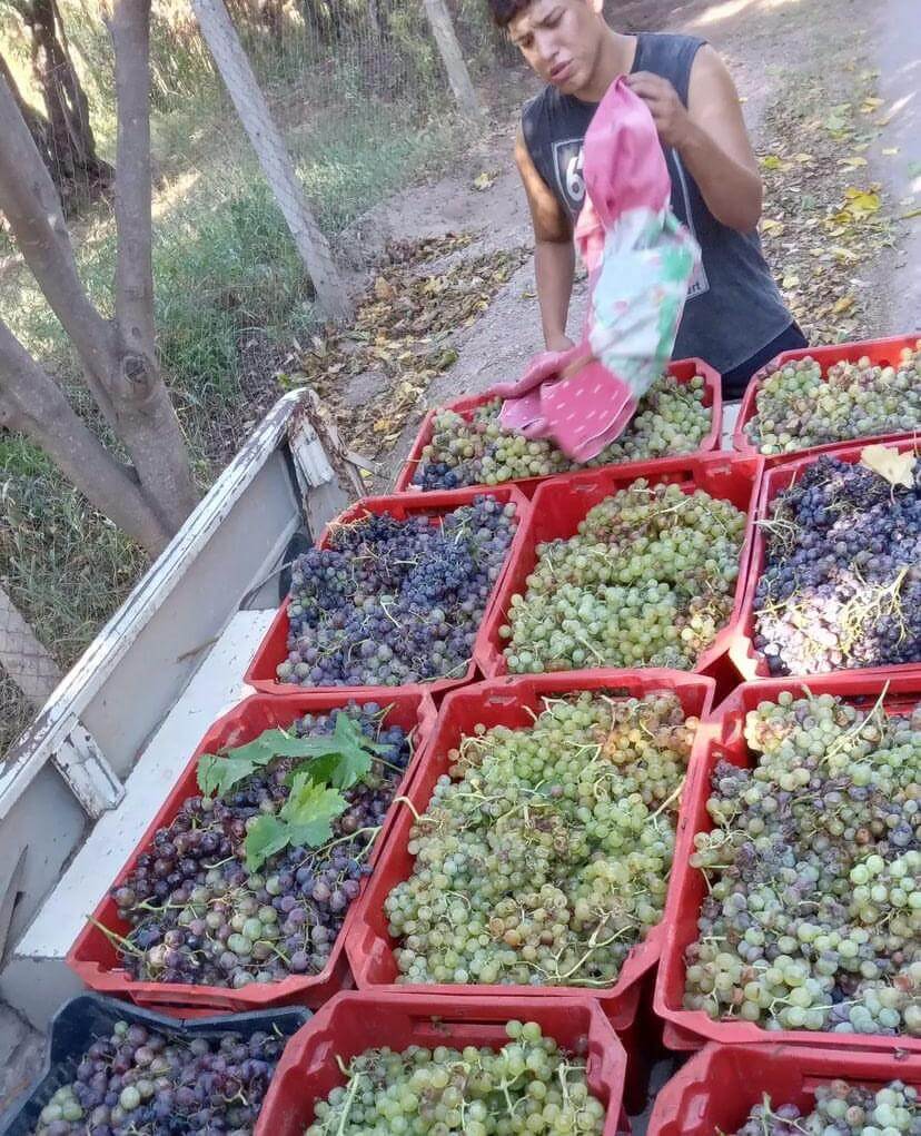 Rutas del Vino en Argentina: cosecha en La Rioja