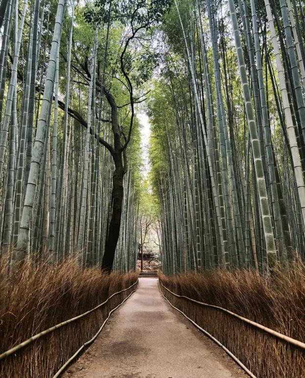 Arashiyama